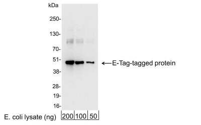 Western Blot: E-Tag Epitope Tag Antibody [HRP] [NB600-526] - 200, 100, or 50 ng of E. coli whole cell lysate expressing a multi-tag fusion protein. Antibody used for WB at 0.04 ug/ml (1:25,000).